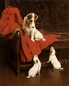 Wardle: Wire Fox Terriers