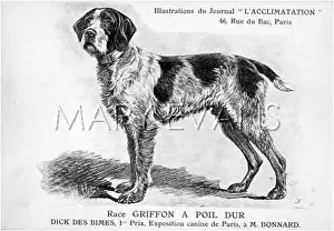 Griffons: Wire Hair Griffon