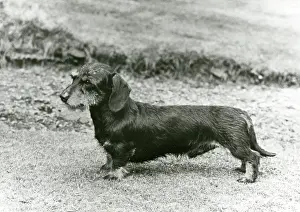 Dachshund: WIRE-HAIR MINIATURE