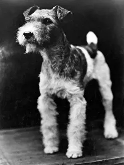 Perky: WIRE HAIRED FOX TERRIER