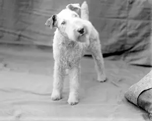Cocking: WIRE-HAIRED FOX TERRIER
