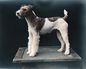 WIRE-HAIRED FOX TERRIER