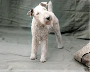 Cocking: WIRE-HAIRED FOX TERRIER