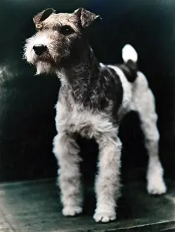 Perky: WIRE HAIRED FOX TERRIER