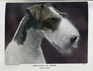 Wire-Haired Fox Terrier