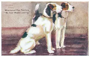 Geographia: Wire-haired Fox Terriers