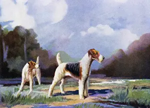 Binks: Wire- Haired Fox Terriers