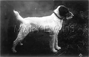 WIRE HAIRED TERRIER/1915