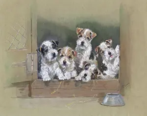 Wire Haired: Five wire-haired terrier puppies