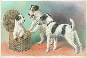 Wire Haired: Wire-haired Terriers
