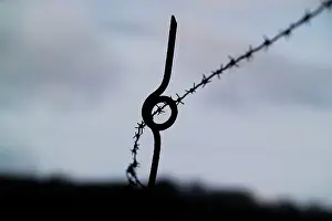 Wiring: Wire pickets used as fencing posts
