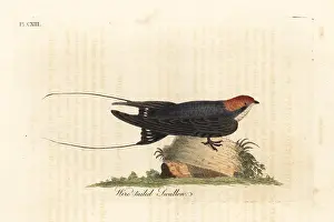 Hirundo: Wire-tailed swallow, Hirundo smithii