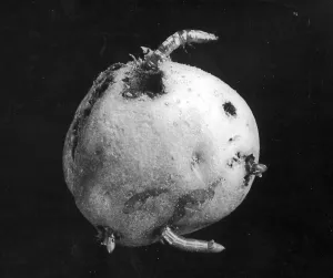 Infested: WIREWORM IN POTATO