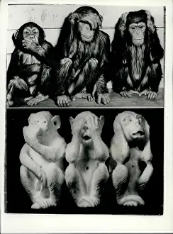 Intelligent: Three Wise Monkeys, real life and sculpture