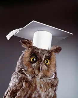 Mortarboard: WISE OWL WEARING WHITE MORTARBOARD GRADUATION