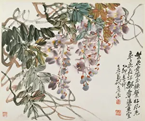 Changshuo: Wisteria