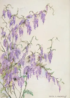 Wisteria: Wisteria - Gardens