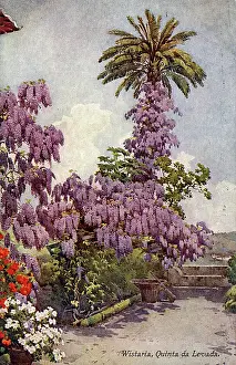 Wisteria: Wisteria, Quinta da Levada, Madeira