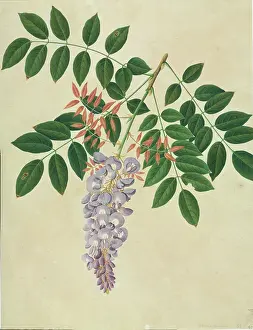 Wisteria: Wisteria sp