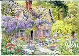 Wisteria: Wisteria time