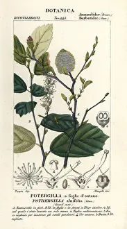 Stanghi: Witch elder, Fothergilla gardenii