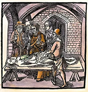 Dissect: witches, witch-hunt, a toad in the chest of a