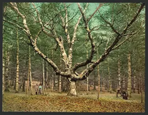 C1900: The Wizard tree, Cathedral Woods, Intervale, N.H