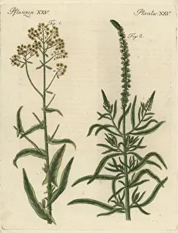 Woad: Woad and dyer's rocket