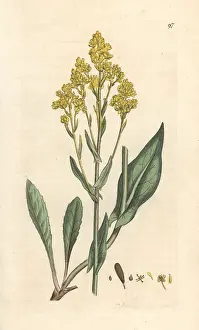 Woad: Woad, Isatis tinctoria