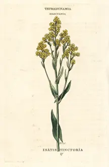 Woad: Woad, Isatis tinctoria
