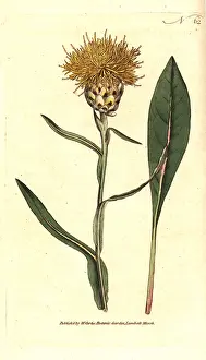 Centaurea: Woad-leaved centaurea, Centaurea glastifolia