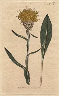Centaurea: Woad-leaved centaurea with yellow fluffy flowers