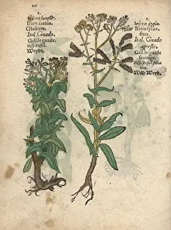 Woad: Woad species, Isatis tinctoria