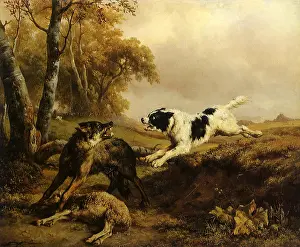 Canines: The Wolf