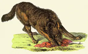 Wolves: Wolf with Bone