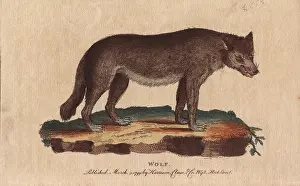 1798 1802: Wolf, Canis lupus