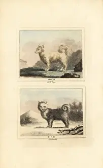 Barrs Buffon: Wolf dog and Siberian husky