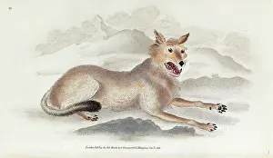 Wolves: The Wolf by Edward Donovan