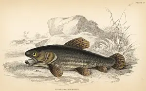 Schomburgk: Wolf fish, Hoplias malabaricus