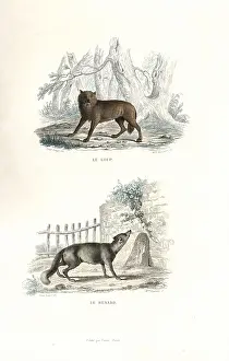 Pourrat: Wolf and fox