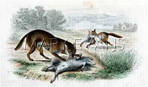 Scampers: WOLF AND FOX