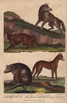 Siblys: Wolf, fox, jackal, and wild dog of Ceylon