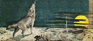 Wolves: Wolf Howling near House