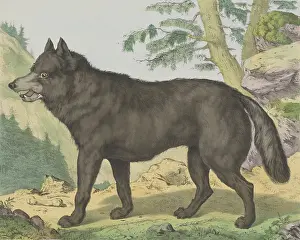 Scholz: Wolf, by Jos. Scholz and J. Scotti