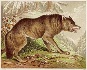 Kronheim: WOLF (KRONHEIM)