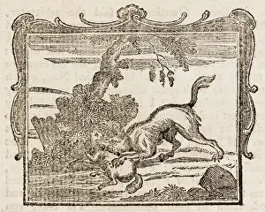 Inexperienced: The Wolf - the Lamb