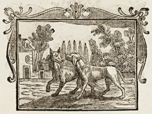 Stays: The Wolf - the Mastiff