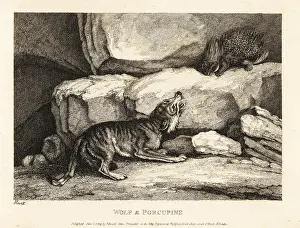 Porcupine: The wolf and the porcupine by Roger L'Estrange