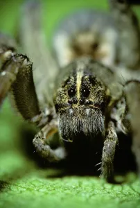 Predators: Wolf Spider Lycosidae Head on Eyes Looking