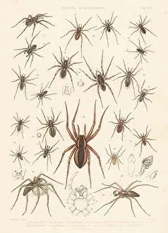 Arachnology: Wolf spiders, nursery web spider, fishing spiders, etc